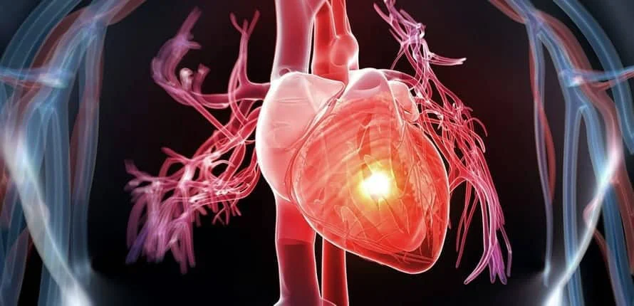 Human heart image linked to board of directors headhunters helping medical device companies find medical industry experts.