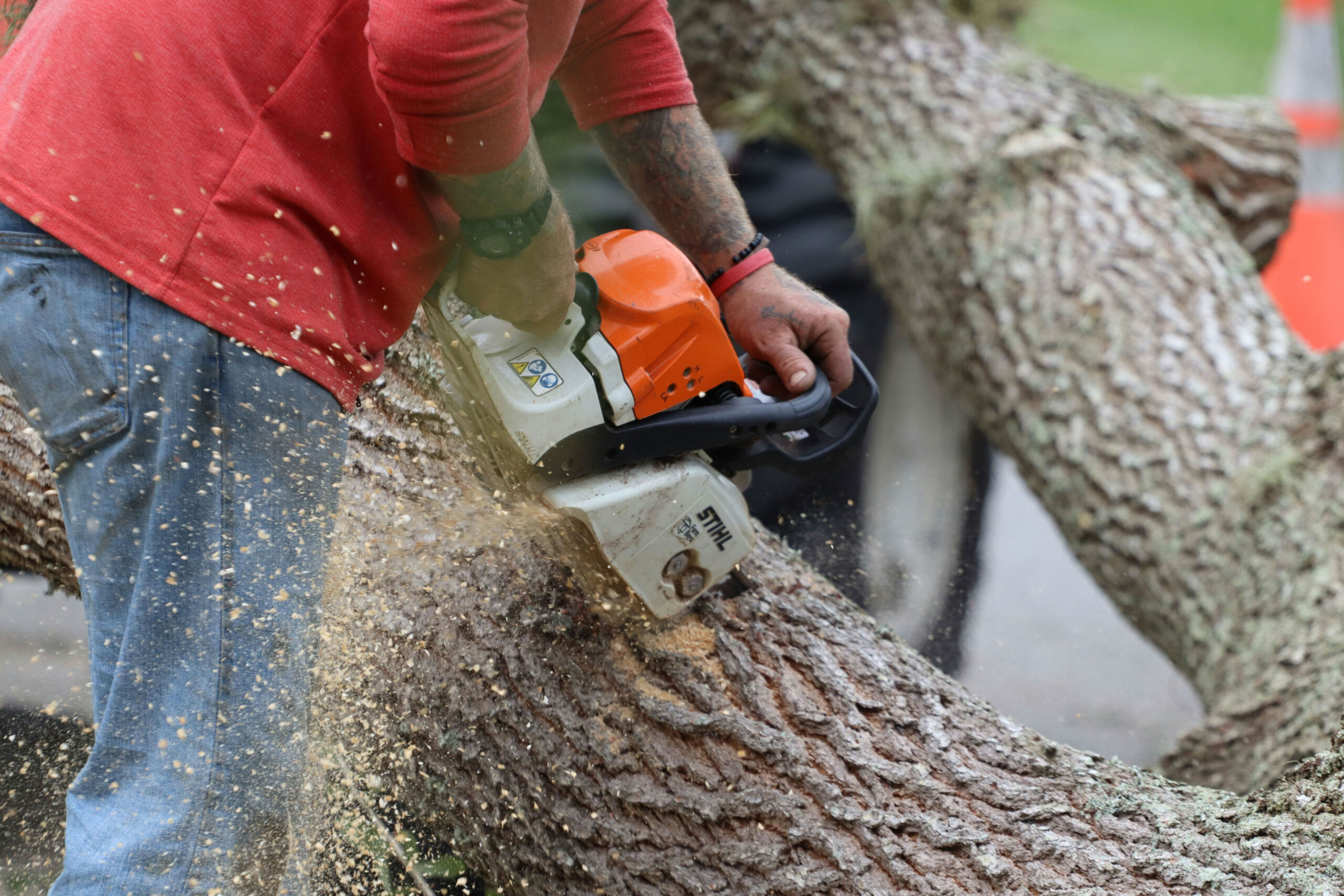 A tree cutting professional cuts through a fallen tree trunk; one of the industries included in the private equity roll up strategy.