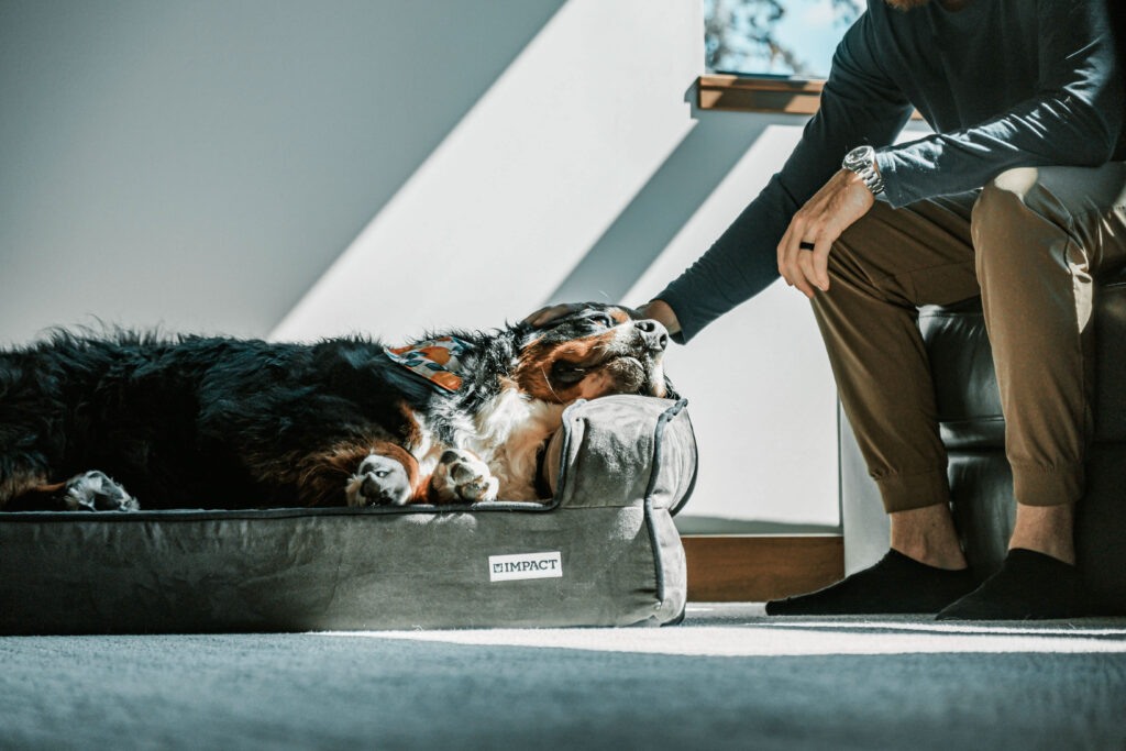 A dog lays in an orthopedic bed while getting attention from its owner, highlighting a key pet industry trend.