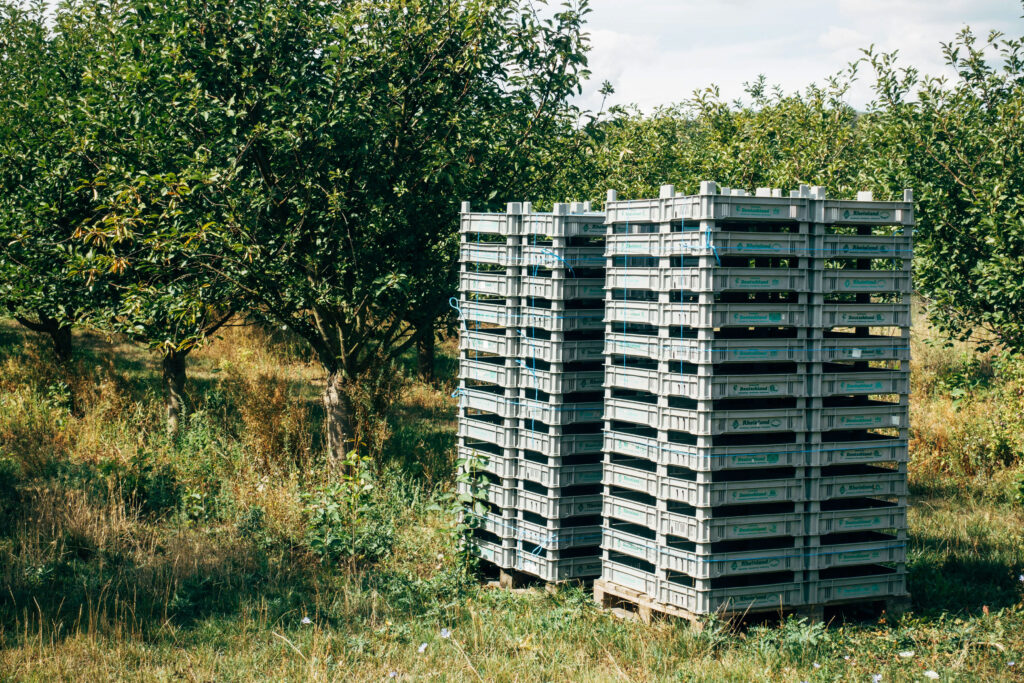 A stack of plastic pallets from the growing plastic pallet industry are stored in an orchard.