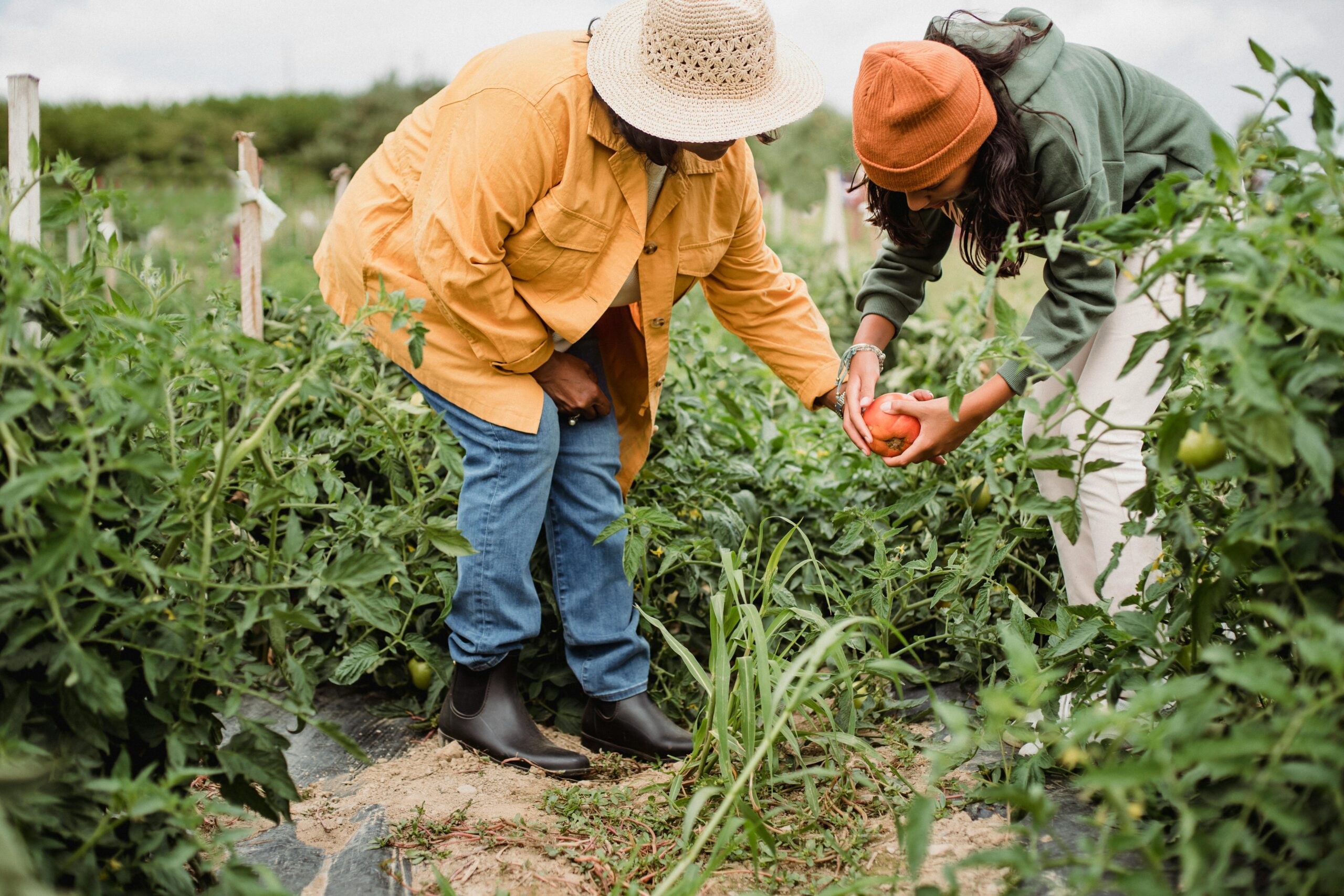Men in a field selecting ripe tomatoes on vines to be picked for a product company.