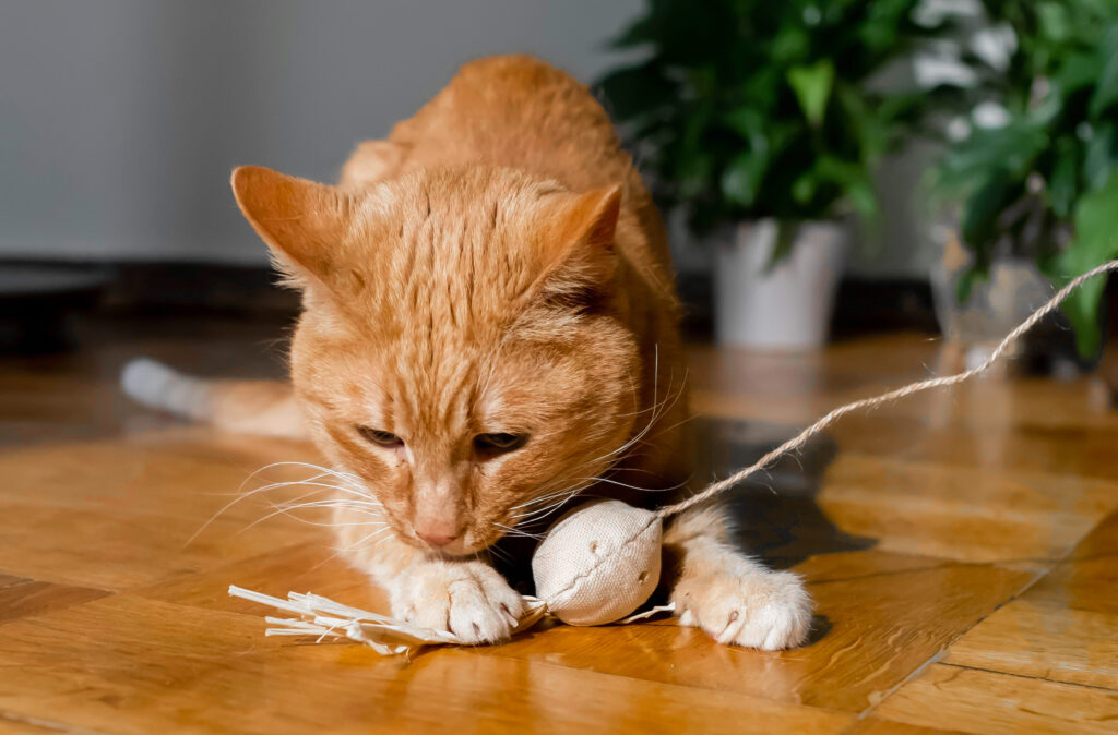 An orange cat plays inside with a new toy from the pet industry.