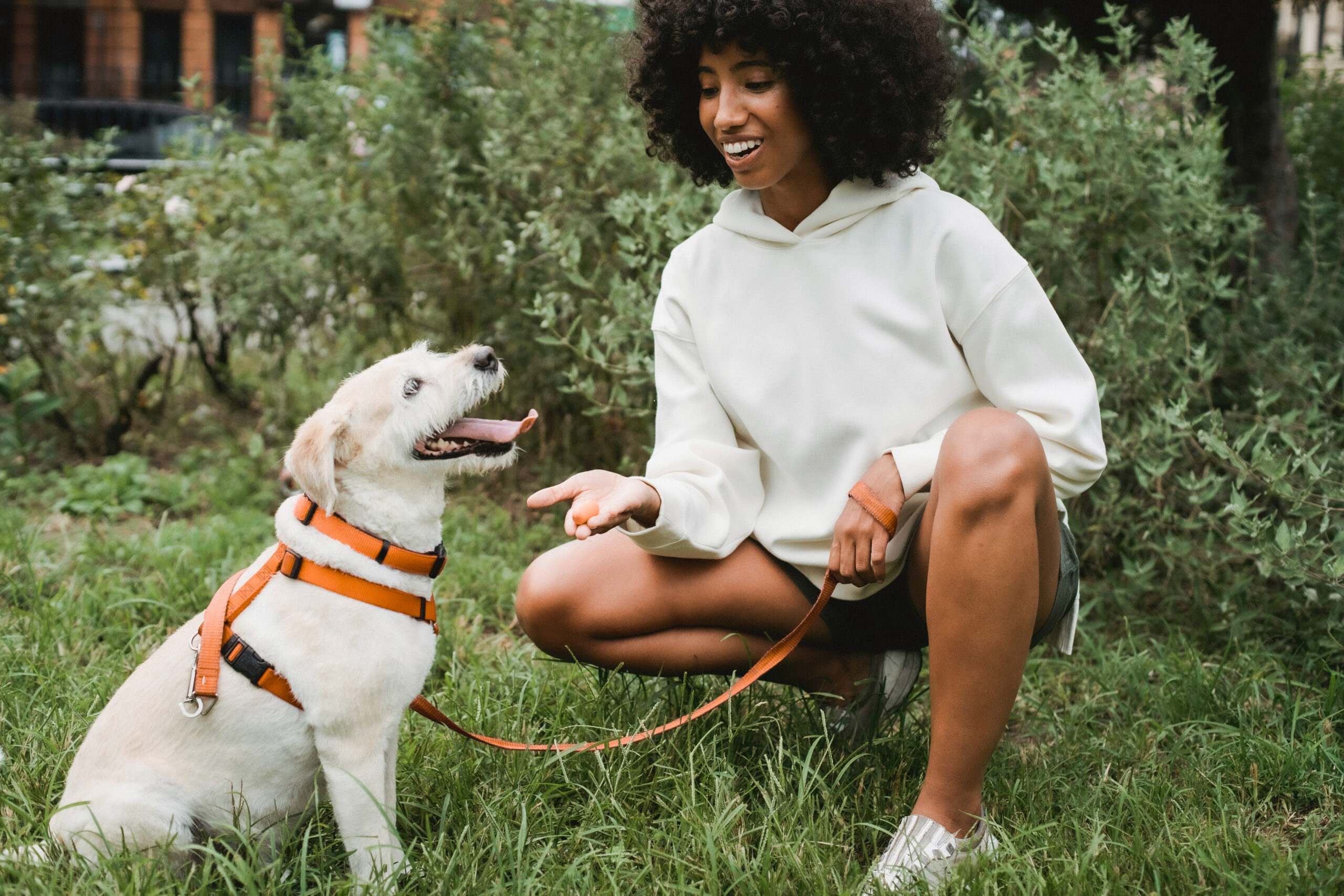 A young woman plays with her dog on a leash, offering a treat purchased from the pet growth industry.